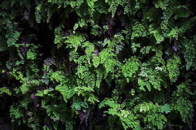 What are the characteristics of tropical evergreen forest? 