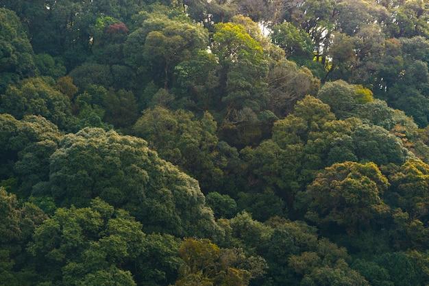 What are the characteristics of tropical evergreen forest? 