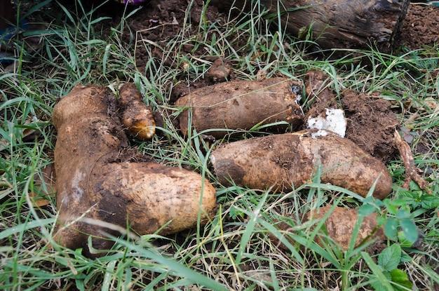 What are the classification of tuber crops? 