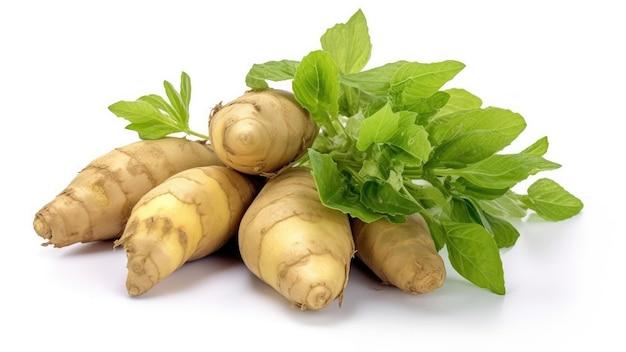 What are the classification of tuber crops? 