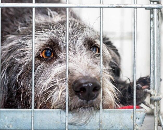 How long should I leave my dog in his crate for punishment? 