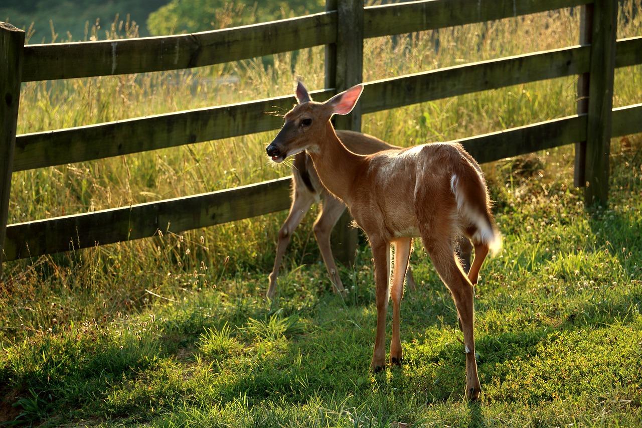 What is the personality of a deer? 