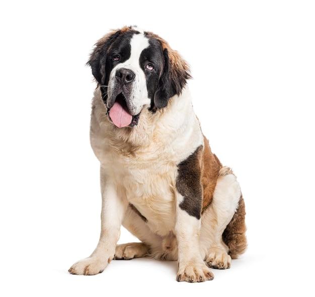 What watchdog means? 