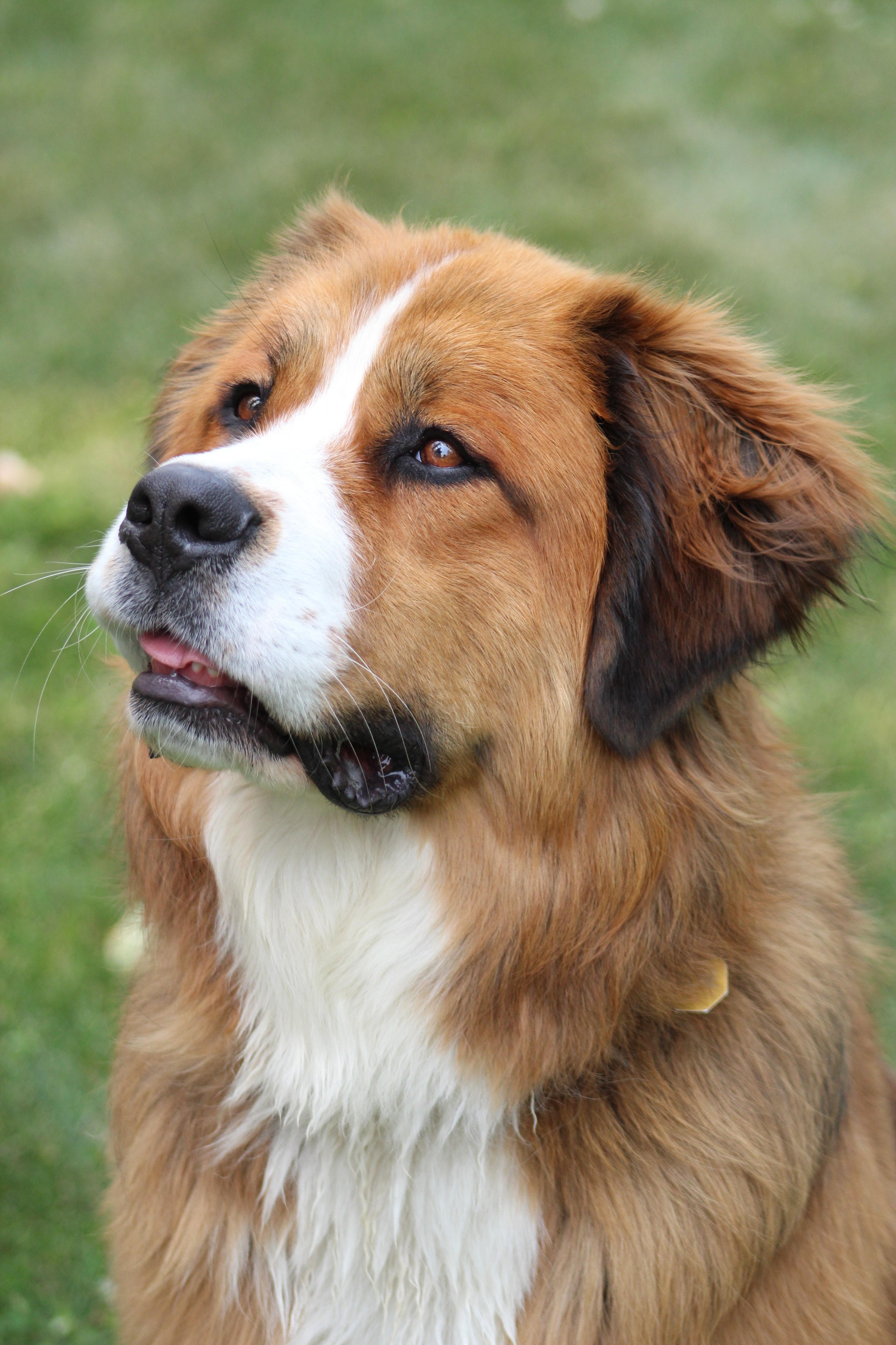 What watchdog means? 
