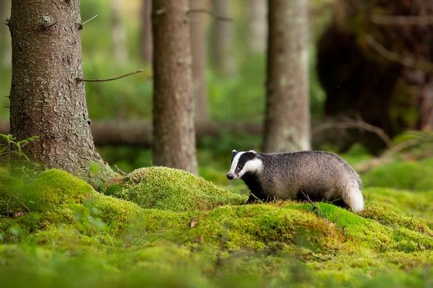 What are the consumers in the temperate forest? 