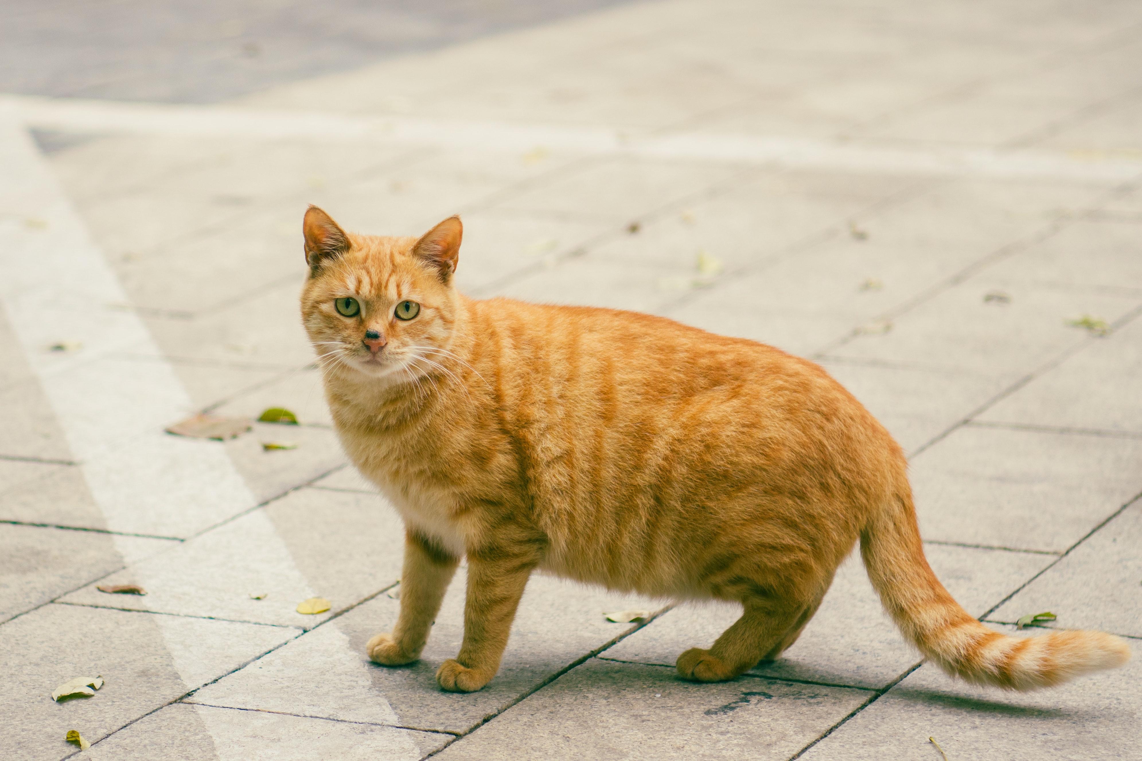 What age does a male cat become sexually active? 