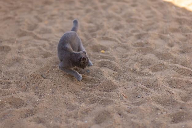 What animal buries their poop? 