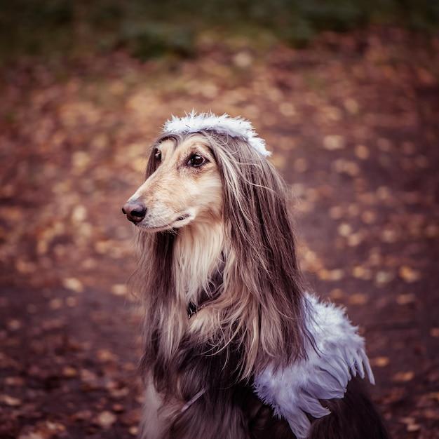 What animal symbolizes kindness? 