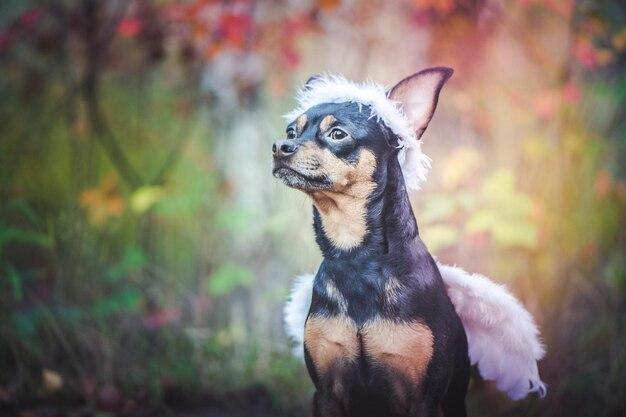 What animal symbolizes kindness? 