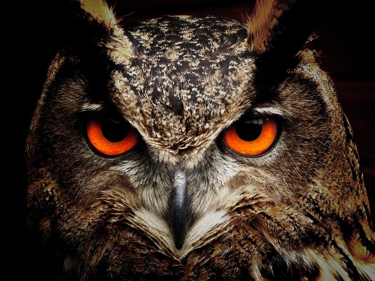 What animals are illegal to own in Canada? 
