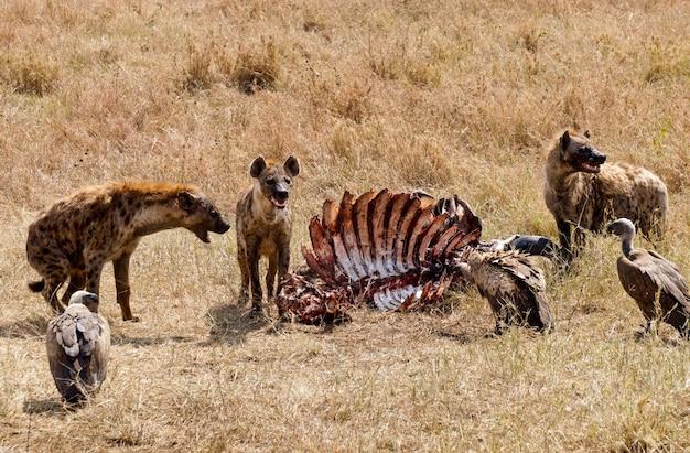 What animals can kill a hyena? 