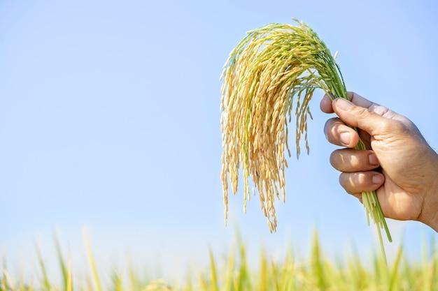 What are consumers in a grassland? 