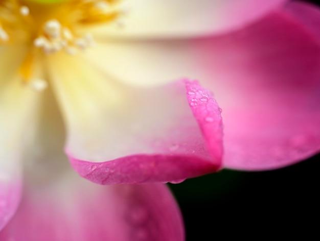What are the 5 virtues of ethics? 