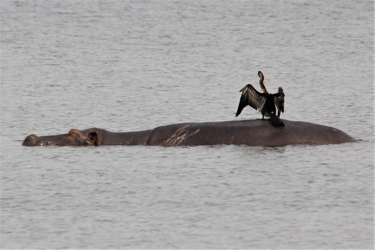 What are the birds that sit on hippos? 