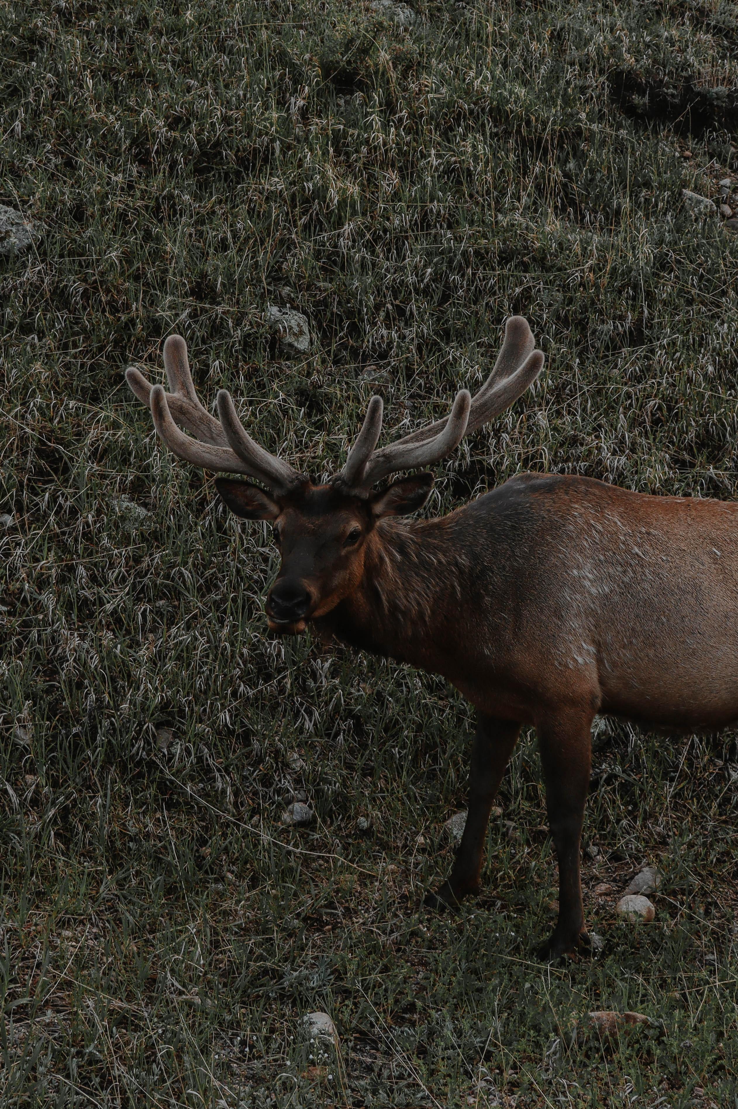 What are the dimensions of a bull elk? 