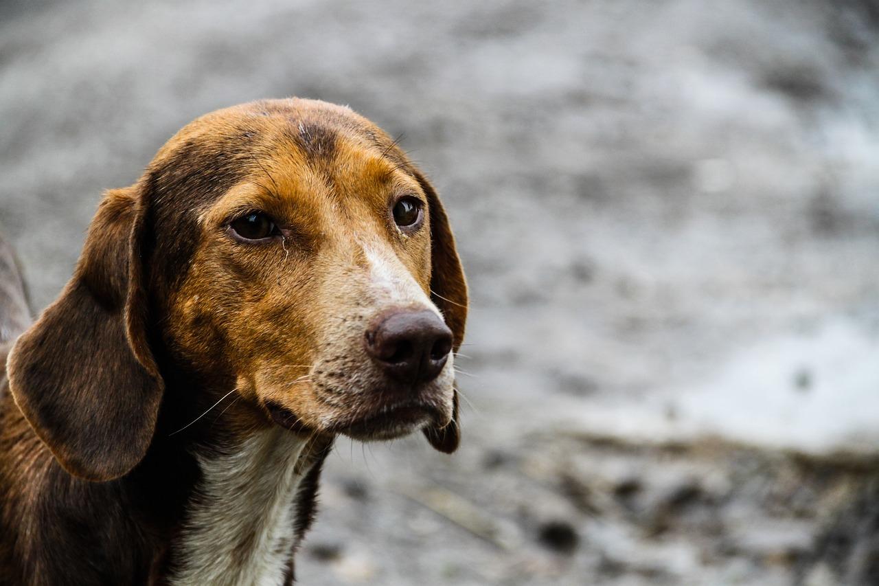 What are the side effects of Noroclav for dogs? 