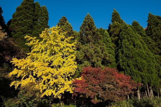 What are the three types of natural vegetation? 