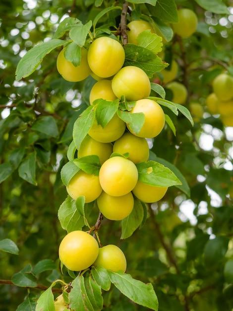 What are tiny plums called? 
