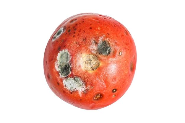 What are the three main causes of food spoilage? 