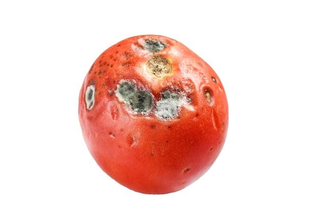 What are the three main causes of food spoilage? 