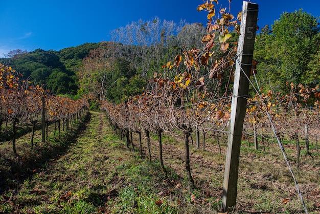 What crops were grown on Southern plantations? 