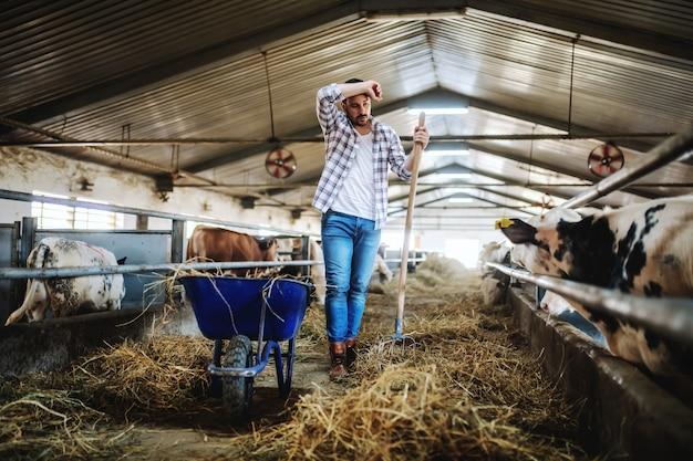 What do cows sweat? 