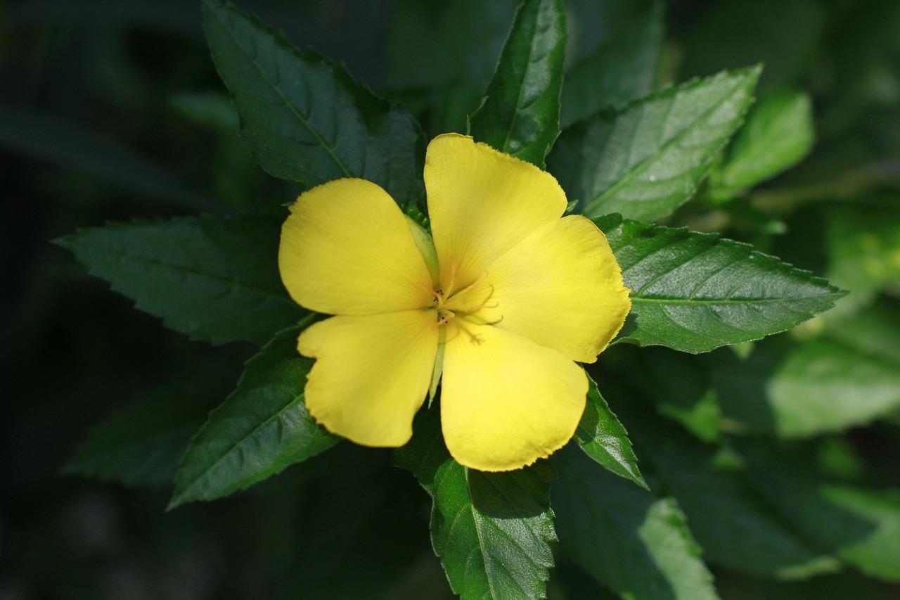 What do Damiana mean? 