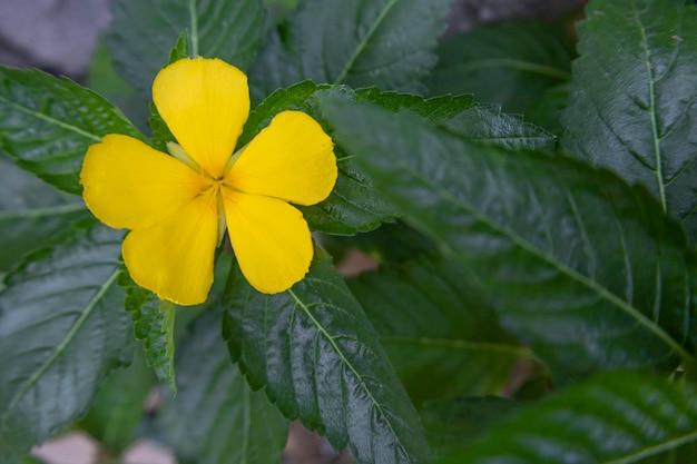 What do Damiana mean? 