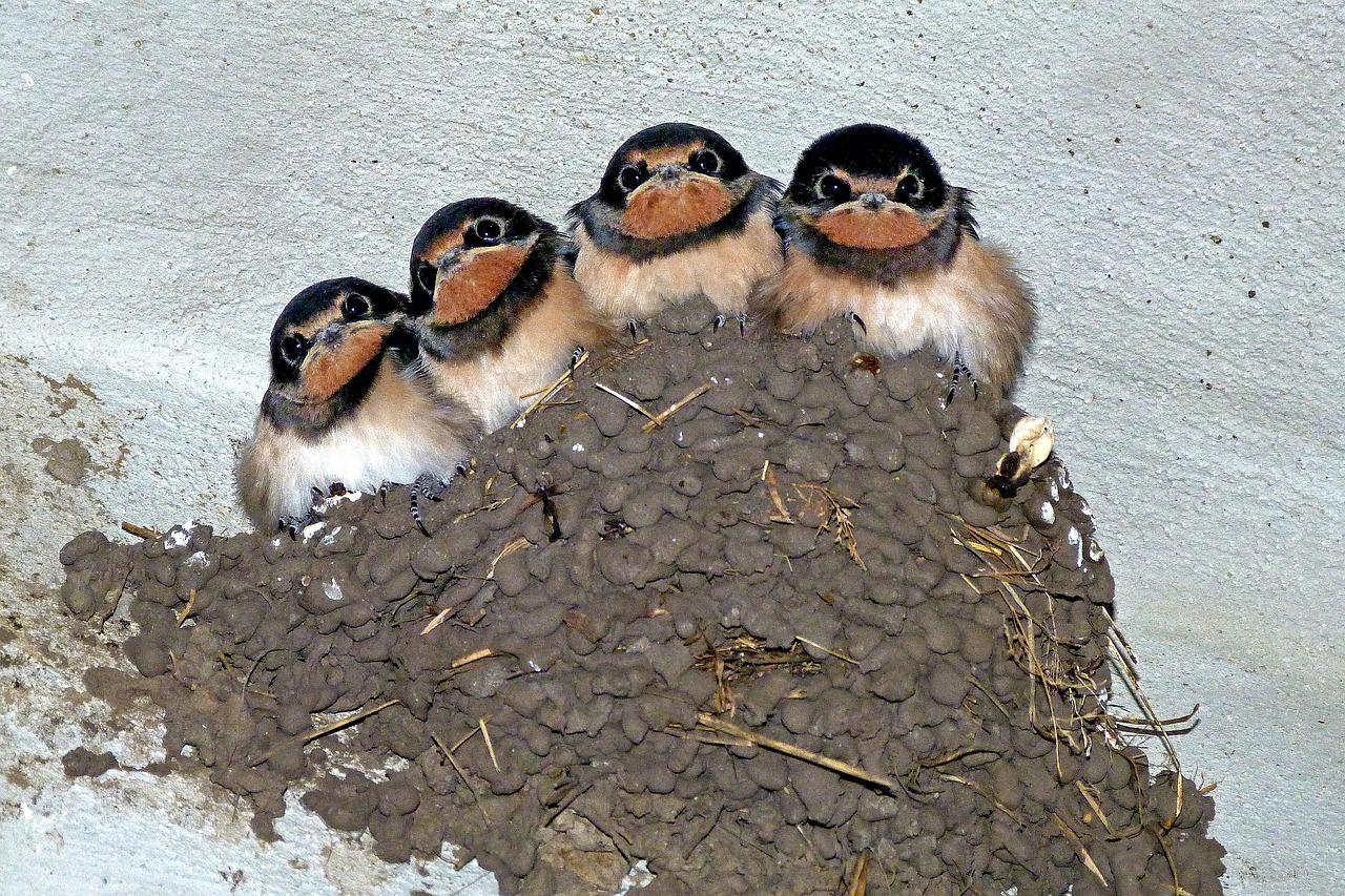 What do you feed tree swallows? 