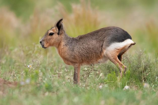 What does a Guyanese buck look like? 