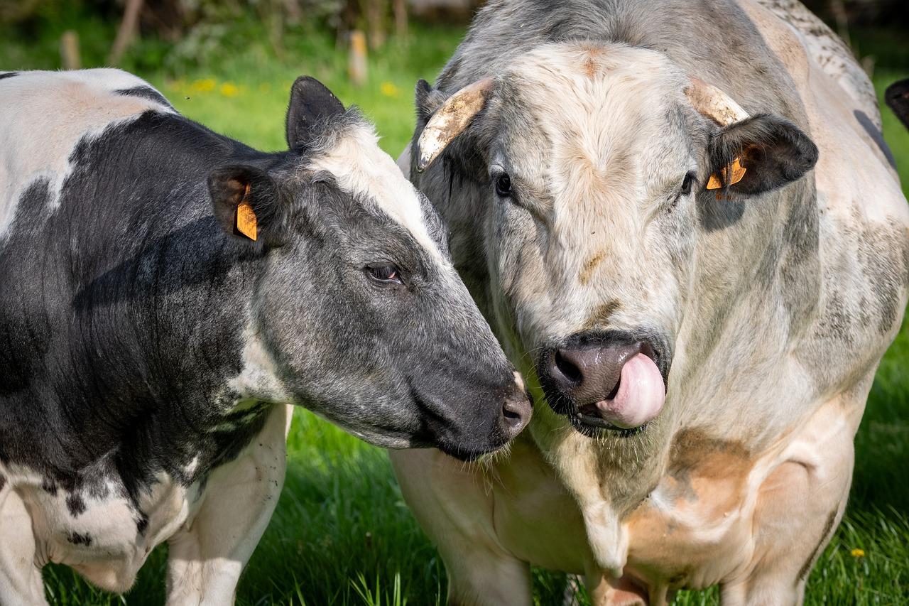 What does a roan cow look like? 