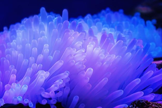 What does an anemone look like when it splits? 