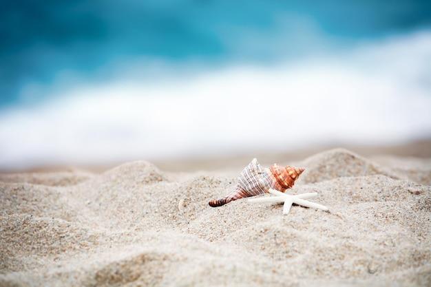 What does conch symbolize? 