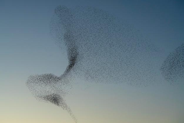 What does it mean when a flock of birds fly in circles? 