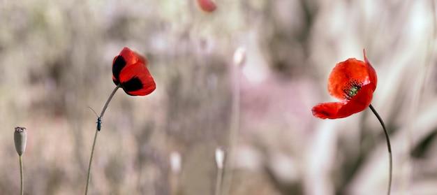 What does it mean when purple flowers are dominant to white flowers? 