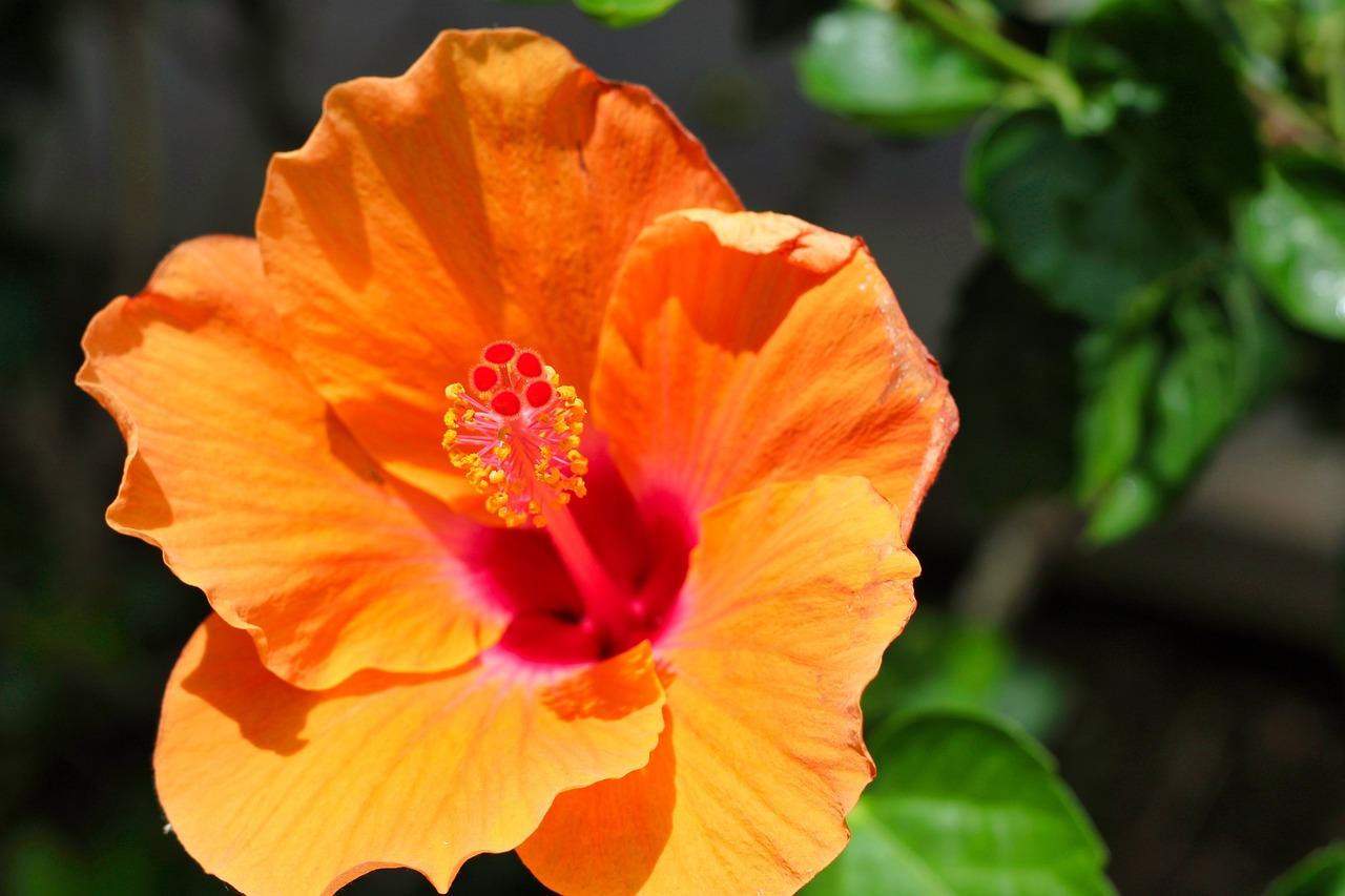 What does Kelipi mean in Hawaiian? 