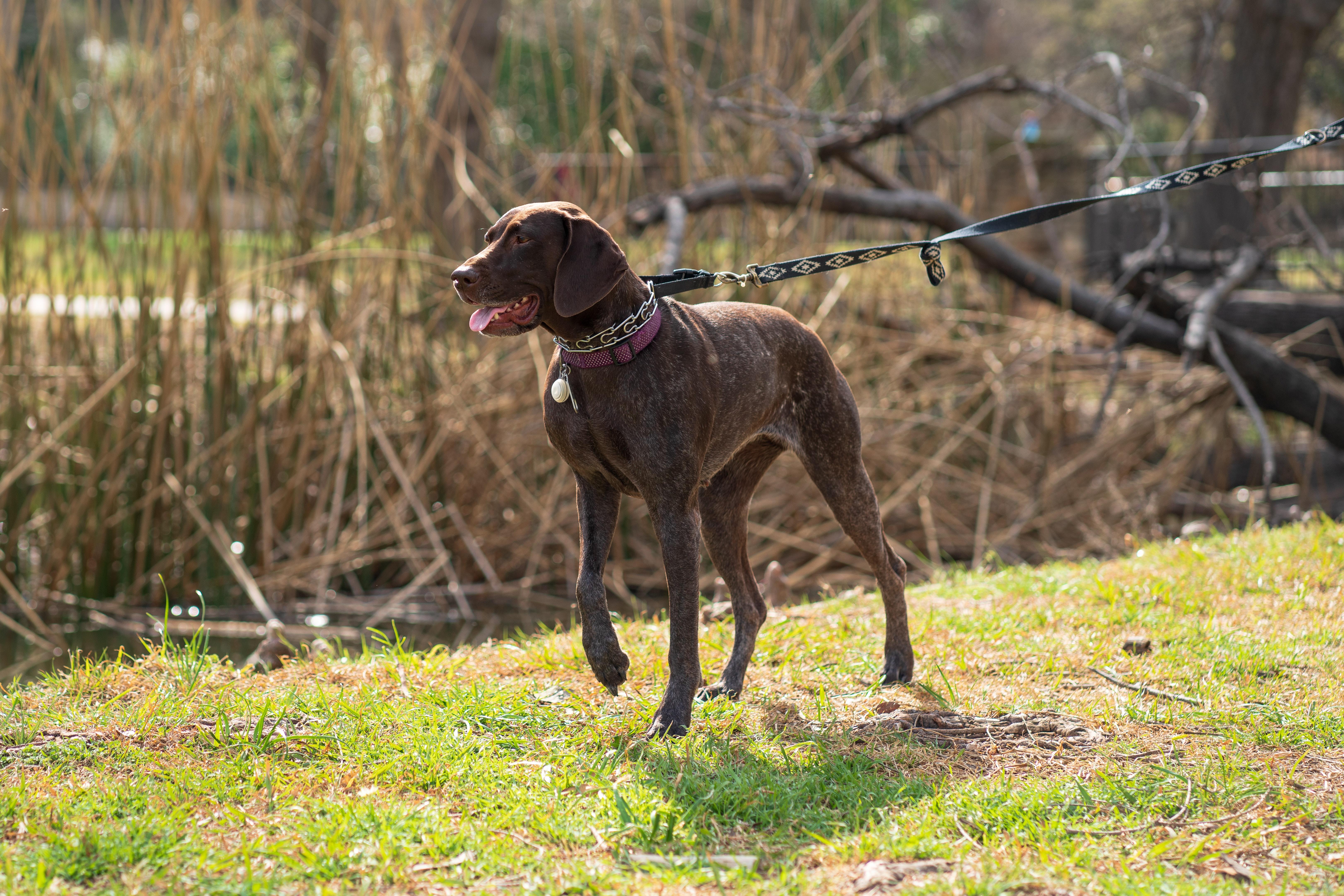 What dog is best for hog hunting? 