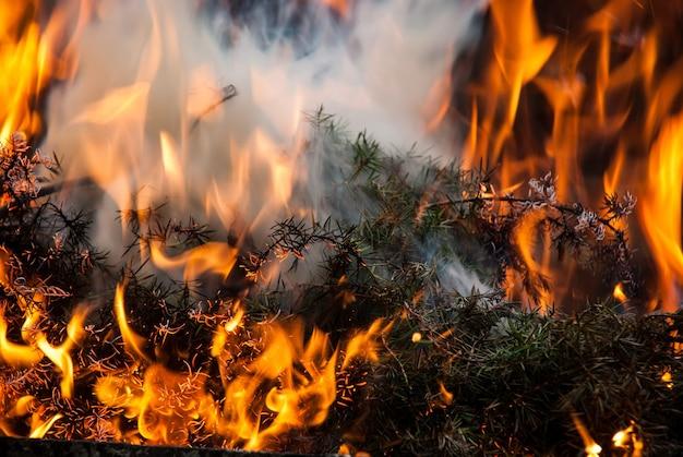What energy transformation occurs when wood is burned? 