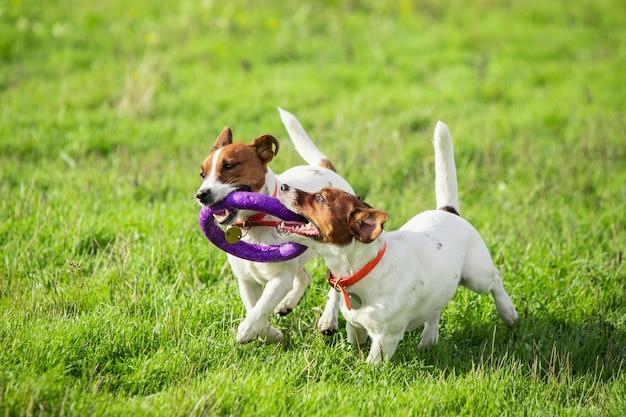 What happens if a dog eats before getting spayed? 