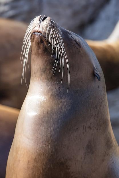 What happens if sea lions go extinct? 