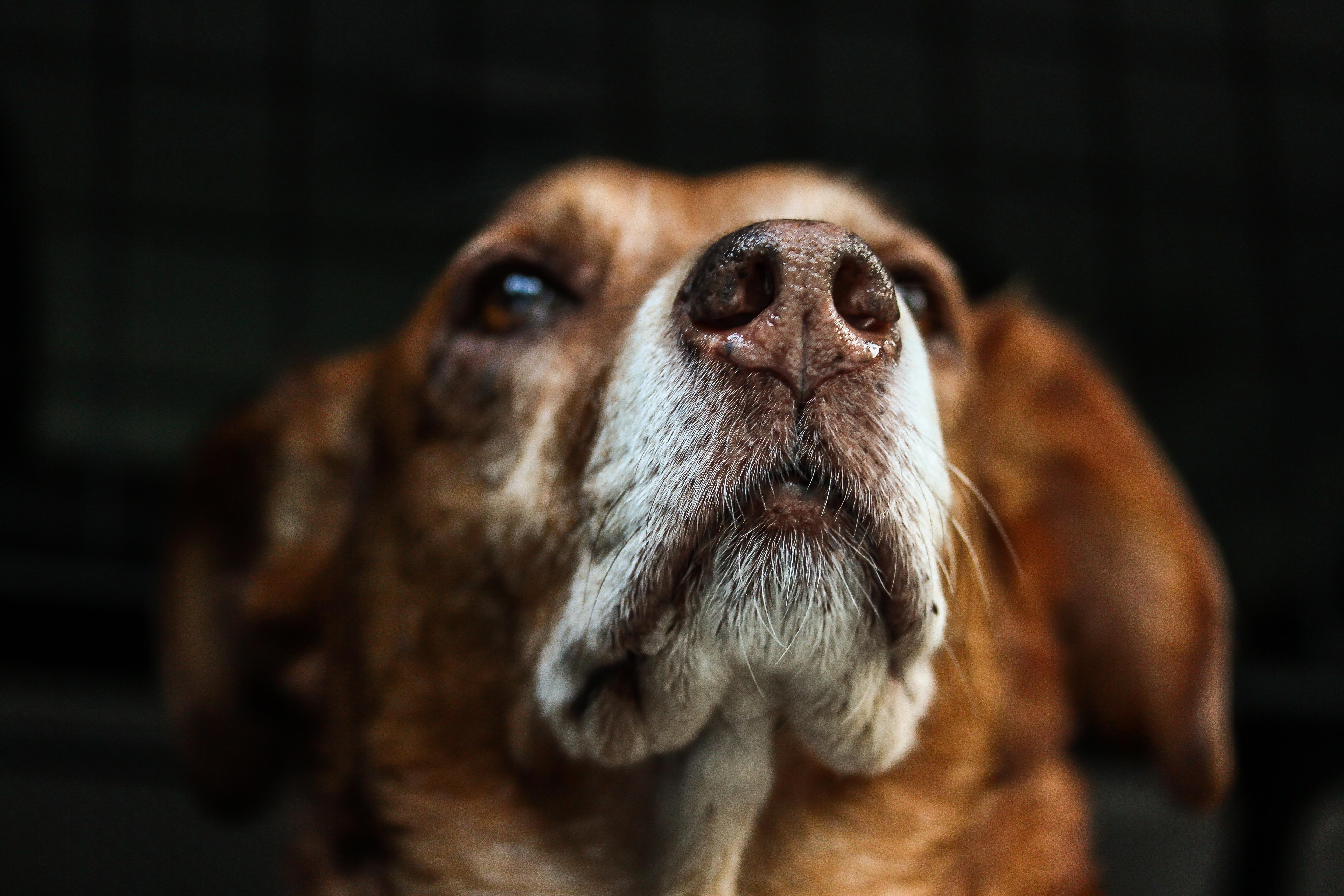 What happens if you give your dog 2 heartworm pills? 