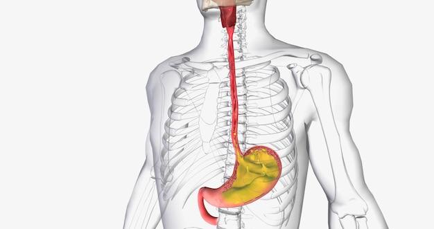What happens if you touch stomach acid? 