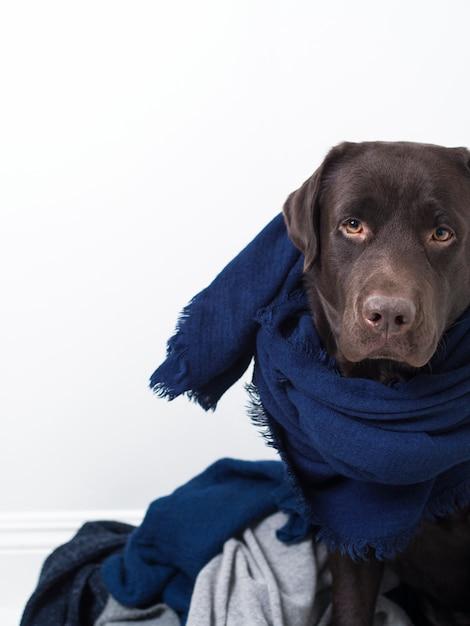 What happens if dog is too active after spay? 