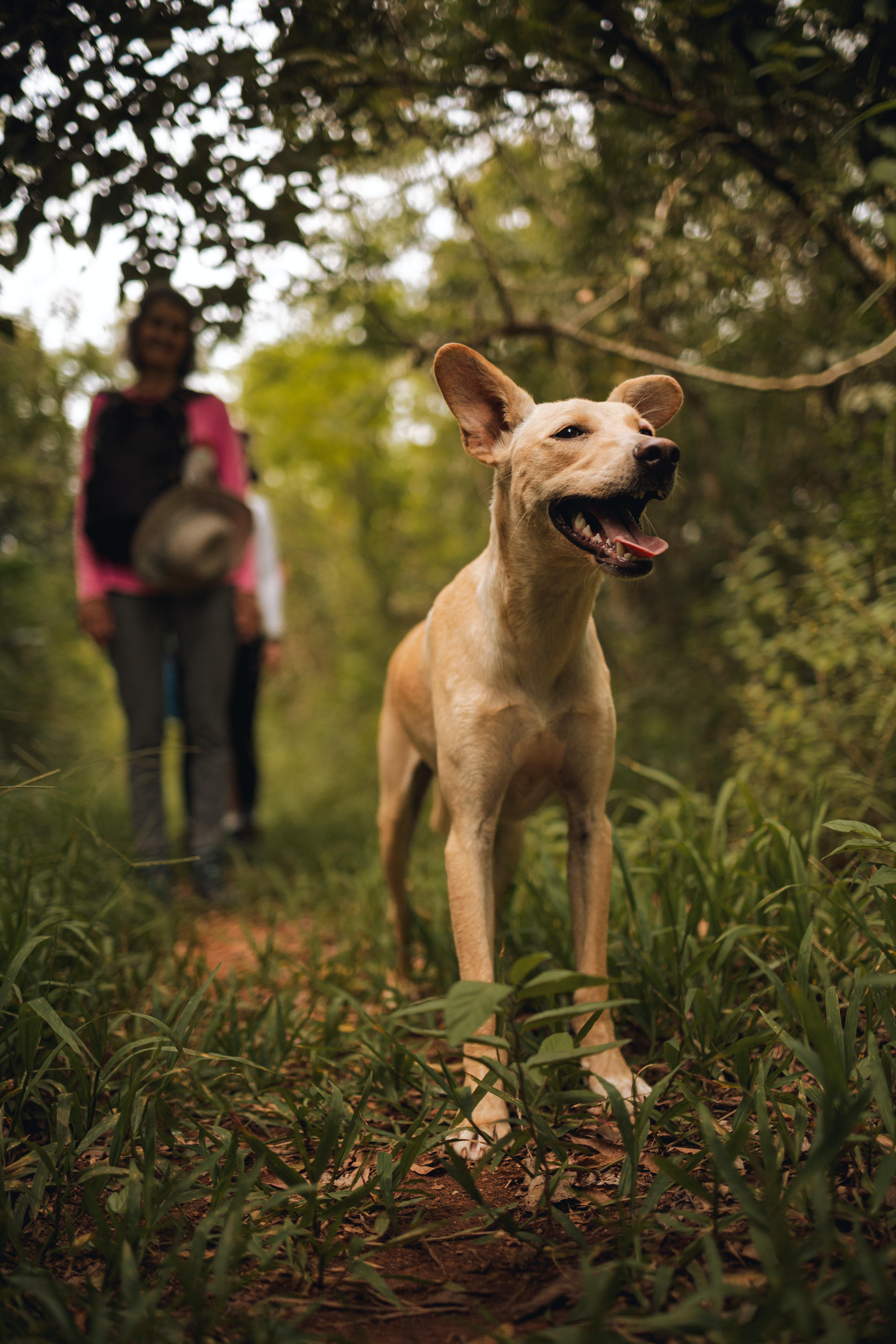 What happens to the sack after a dog is neutered? 