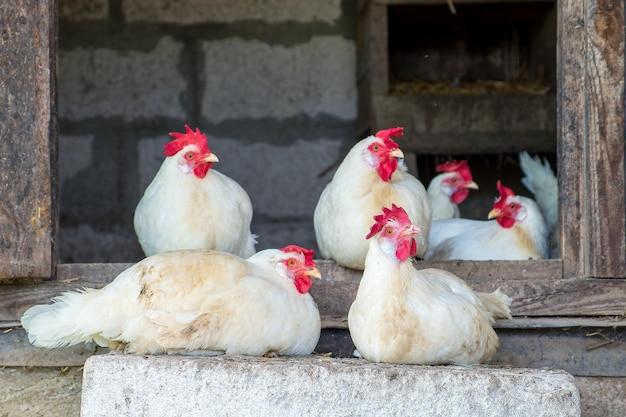 What is a chicken house called? 