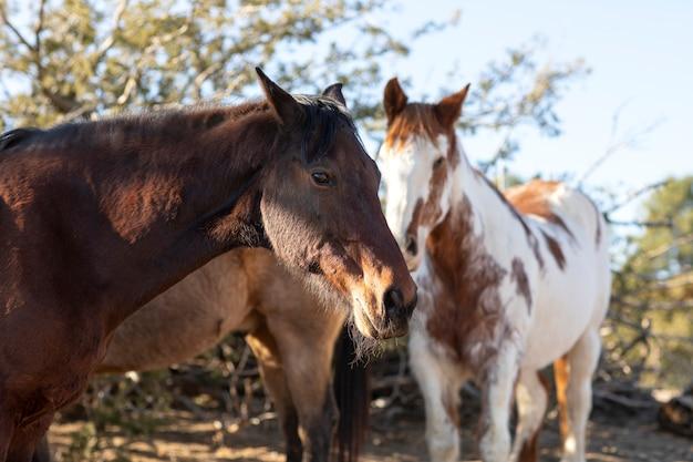 What is a group of warm blooded animals with hair or fur called? 