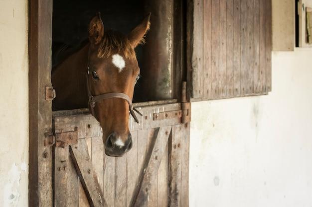 What is a horse home called? 