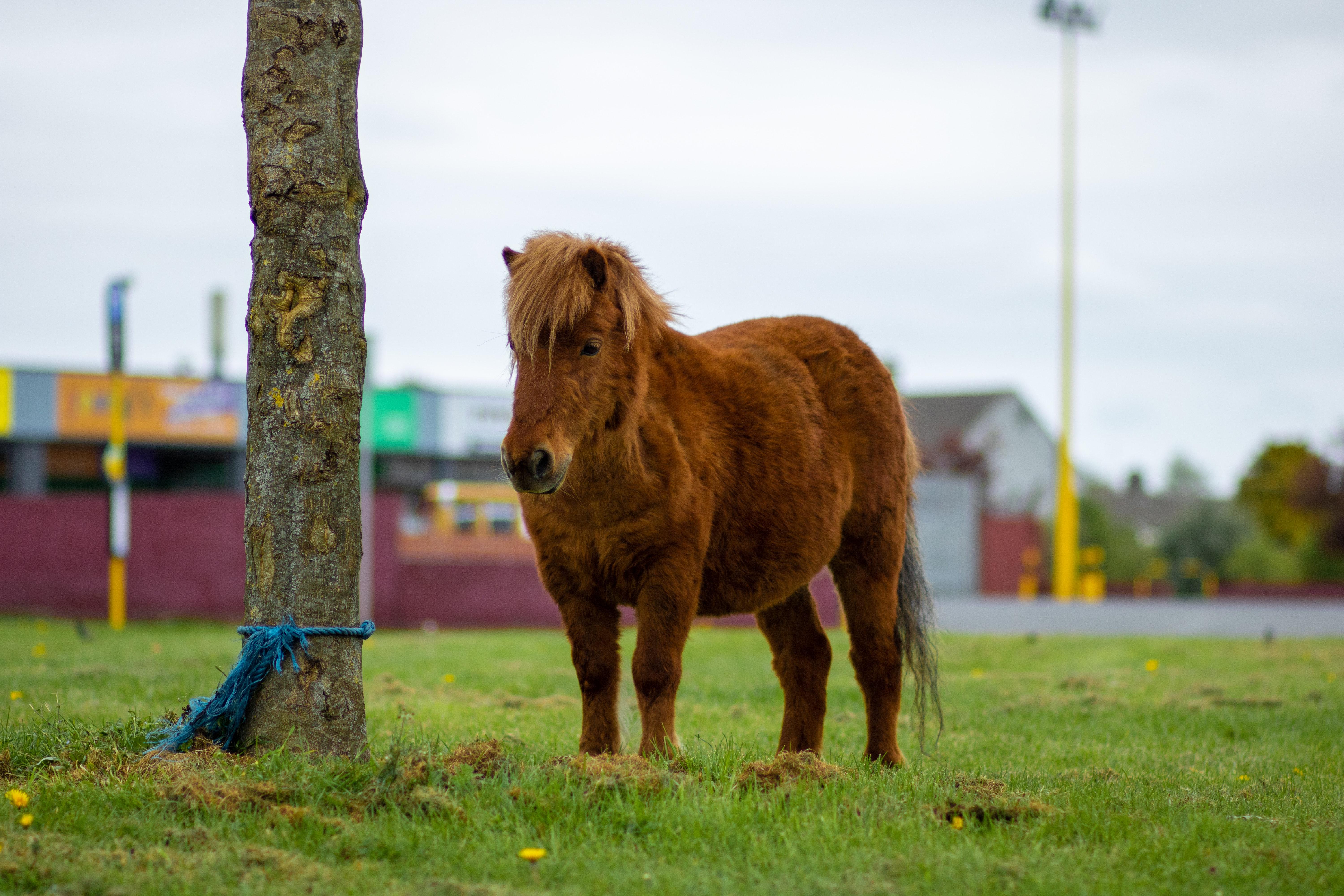 What is a pony brake used for? 