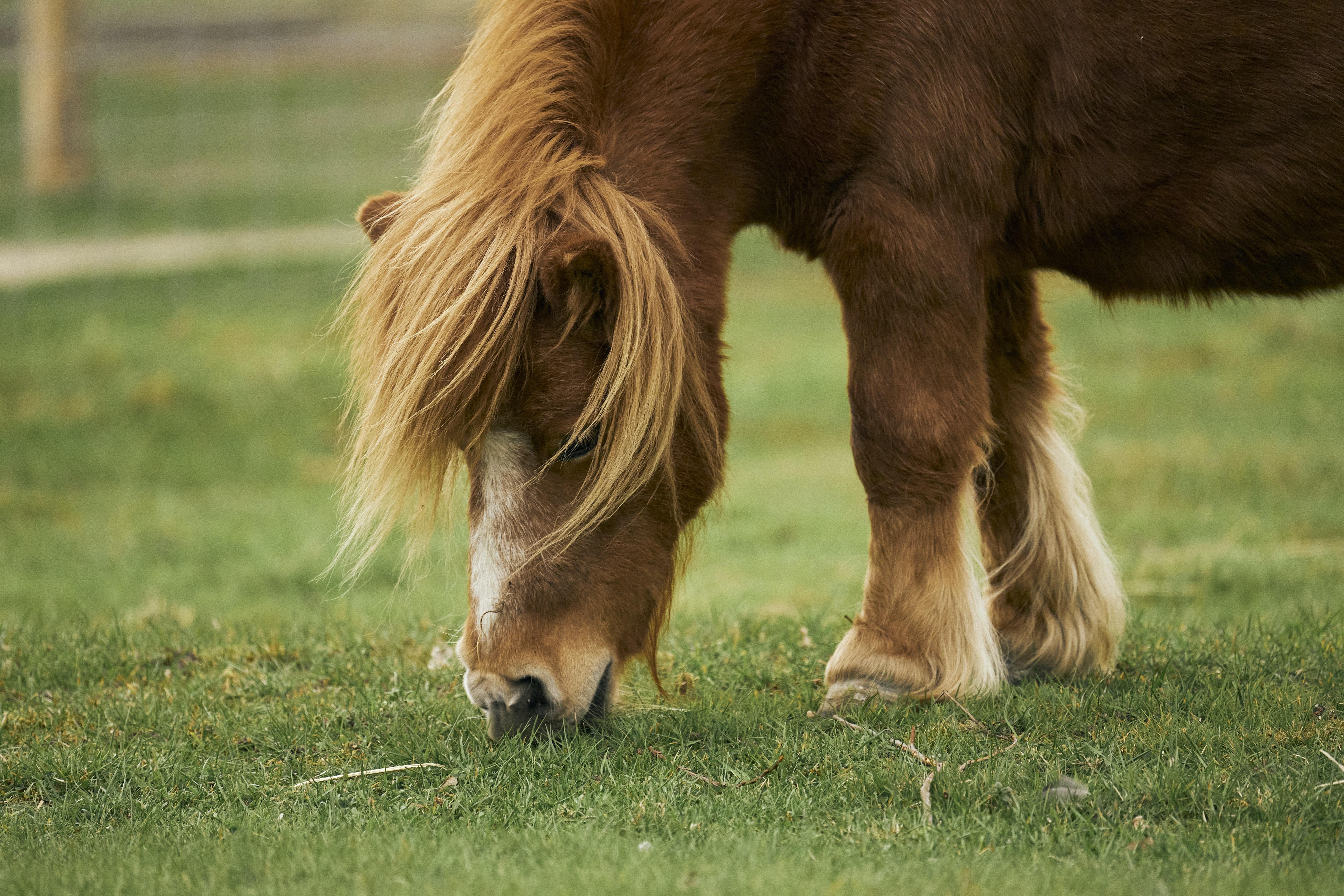 What is a pony brake used for? 