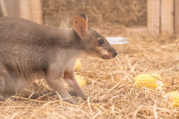 What is a small kangaroo called? 